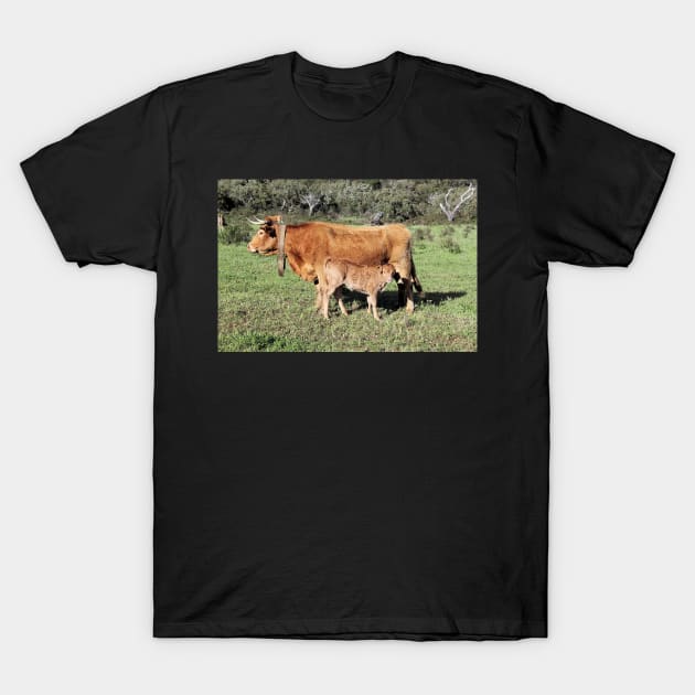 Horned cattle - A rare sight these days T-Shirt by WesternExposure